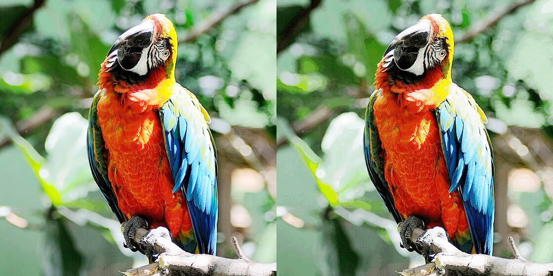 A comparison of a true colour image with a 256 colour image.